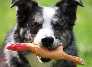 best chew toys for dogs