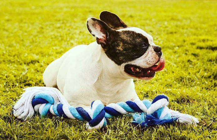 dog rope chew toy