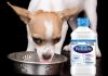 is pedialyte for dogs blue nose pitbull interesting facts every lover should s health is pedialyte for dogs blue nose pitbull interesting facts every lover should s health