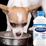 can dogs have pedialyte
