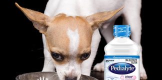 can dogs have pedialyte