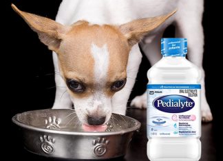 can dogs have pedialyte