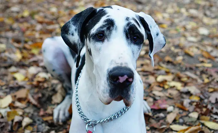 Best Dog Food for Great Danes for 2020: Puppy to Senior ...