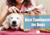 best dog toothpaste