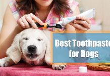 best dog toothpaste