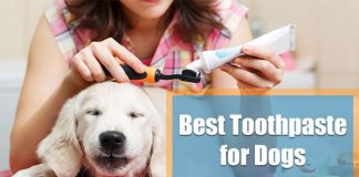 best dog toothpaste