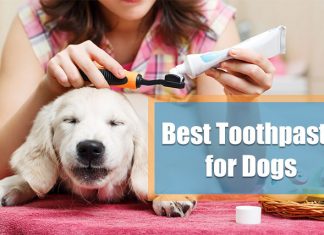 best dog toothpaste