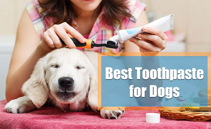 best dog toothpaste