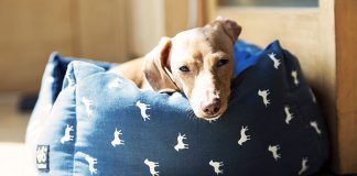 best washable dog beds