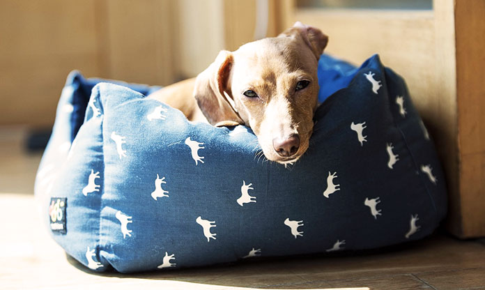 best washable dog beds