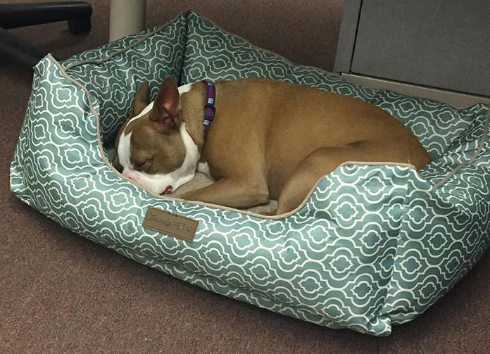 Trendy Pet Dog Bed trendy pet washable dog bed
