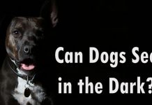 Can Dogs See in the Dark