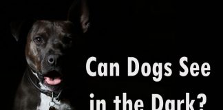 Can Dogs See in the Dark