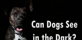 Can Dogs See in the Dark