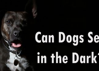 Can Dogs See in the Dark