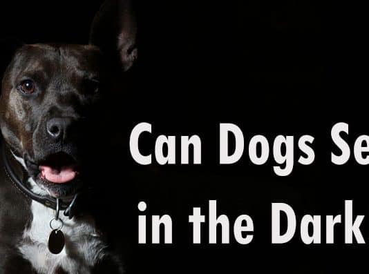 Can Dogs Be Sick Worms Can Dogs Be Sick Worms