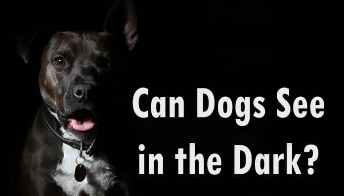 Can Dogs See in the Dark