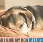 can I give my dog melatonin