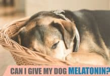 can I give my dog melatonin