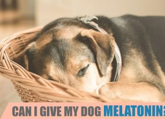 can I give my dog melatonin