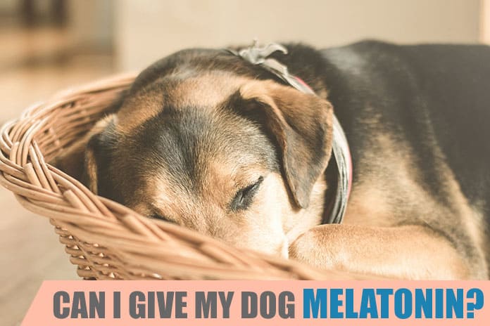 can I give my dog melatonin