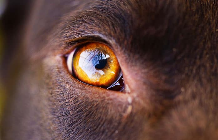 dog eye