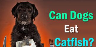 can dogs eat catfish