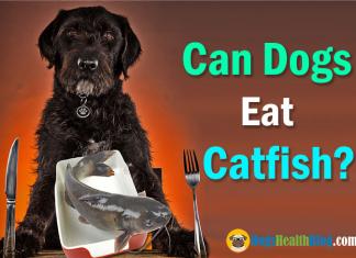 can dogs eat catfish
