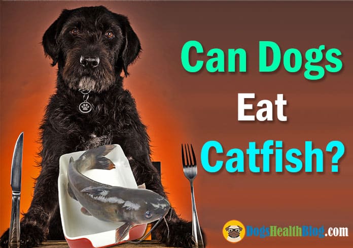 Can Dogs Eat Catfish? Is Catfish Good for Dogs? Dog's Health