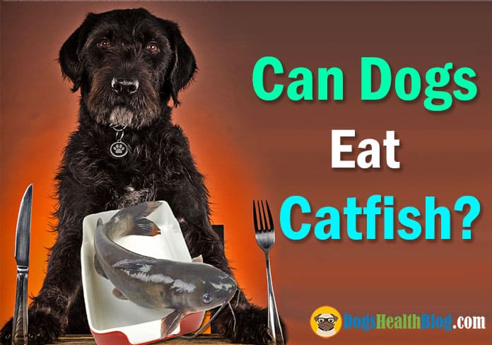 can dogs eat catfish