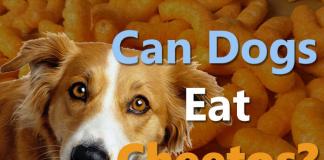 can dogs eat cheetos