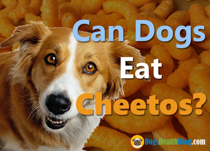 can dogs eat cheetos