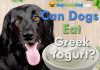 can dogs eat greek yogurt