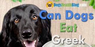 can dogs eat greek yogurt