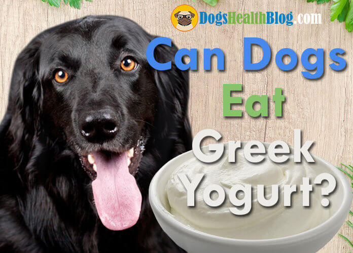 can dogs eat greek yogurt