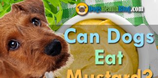 can dogs eat mustard