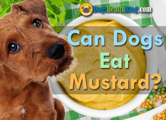 can dogs eat mustard