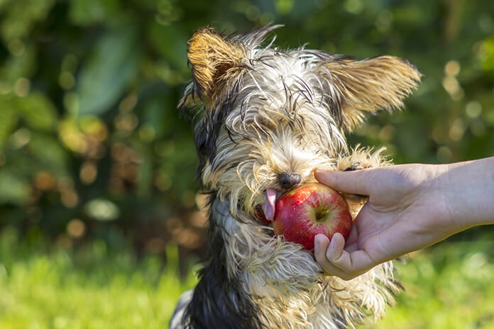 dog ate apple cheetos alternative