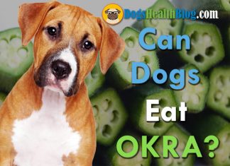 can dogs eat okra