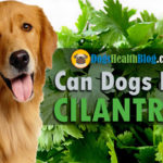 can dogs eat cilantro