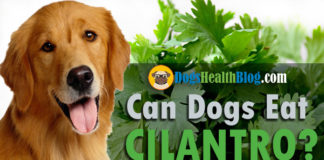 can dogs eat cilantro