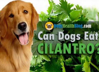 can dogs eat cilantro