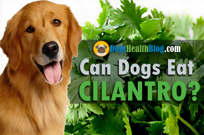 can dogs eat cilantro