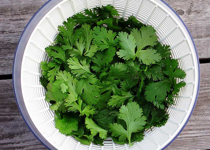 cilantro for dogs