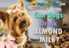 can dogs drink almond milk