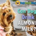 can dogs drink almond milk