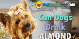 can dogs drink almond milk