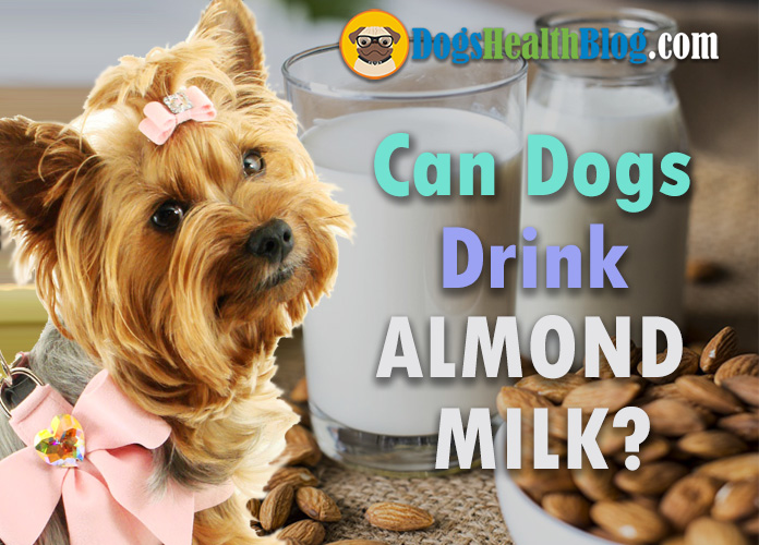 can dogs drink almond milk