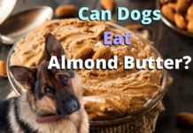 Can Dogs Eat Almond Butter