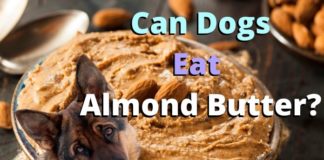 Can Dogs Eat Almond Butter